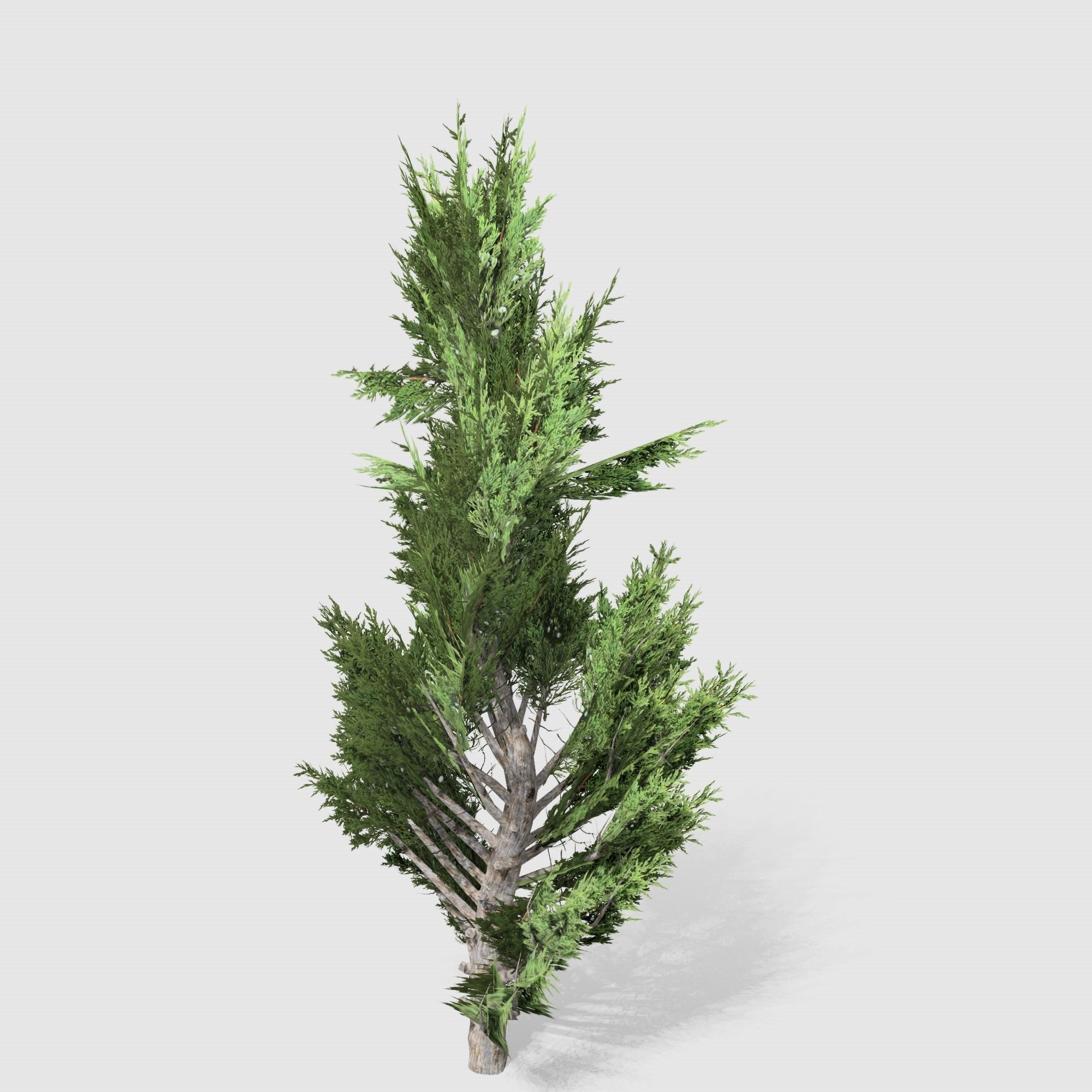 Holly wood Juniper tree collection 27  trees Models in the scene Low-poly 3D model_34
