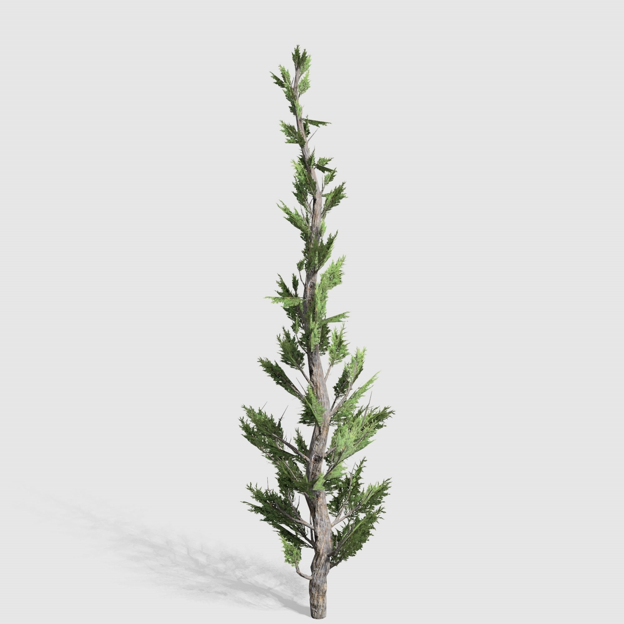 Holly wood Juniper tree collection 27  trees Models in the scene Low-poly 3D model_17