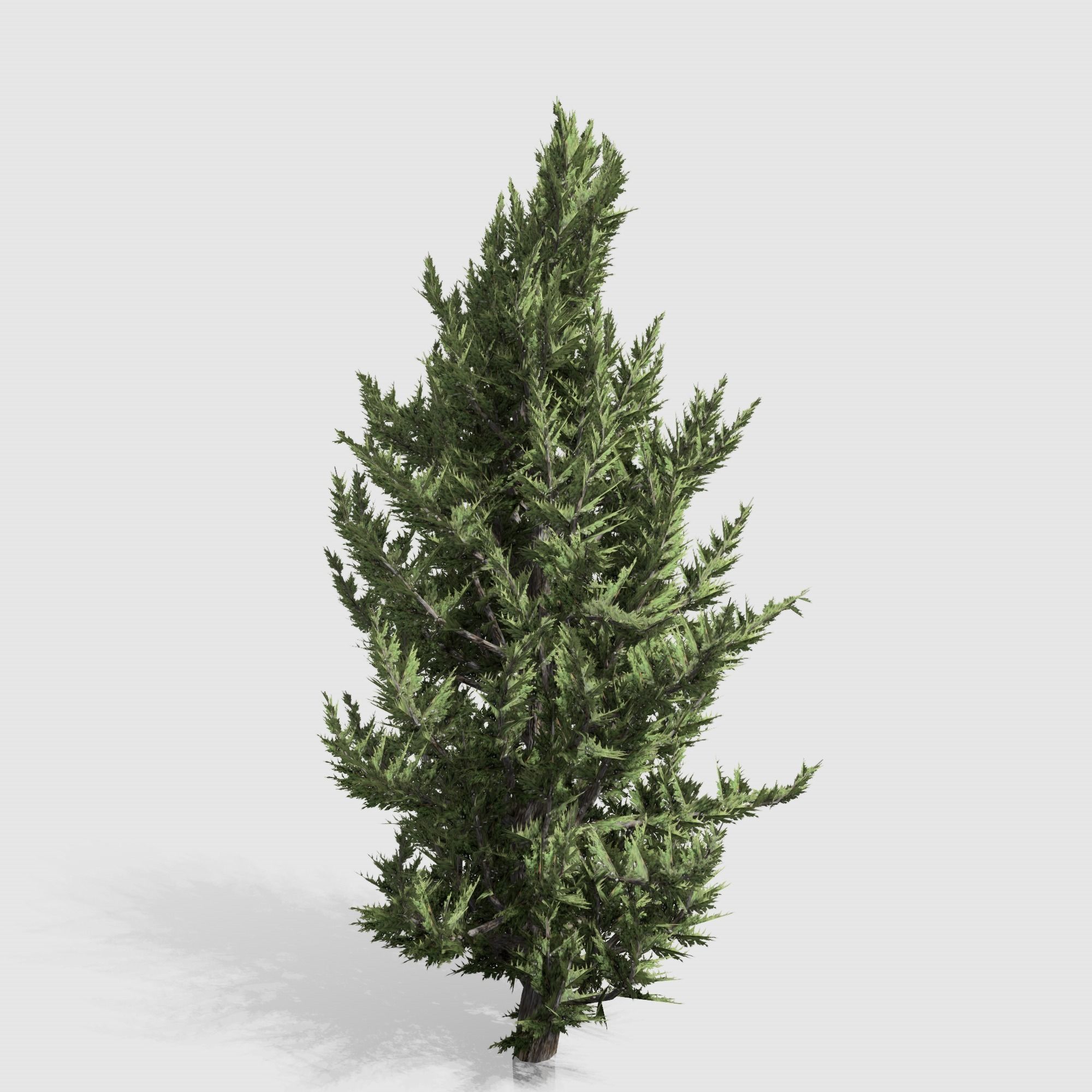 Holly wood Juniper tree collection 27  trees Models in the scene Low-poly 3D model_29