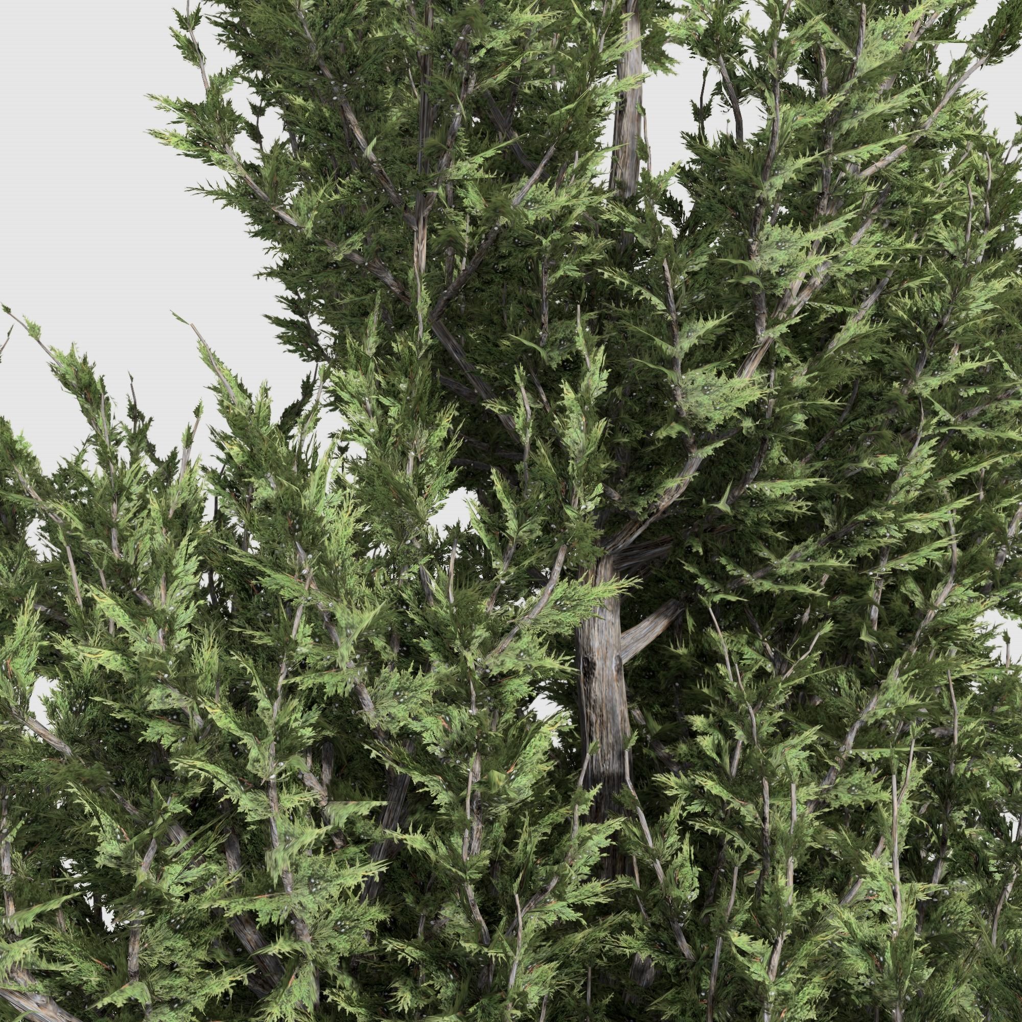 Holly wood Juniper tree collection 27  trees Models in the scene Low-poly 3D model_27