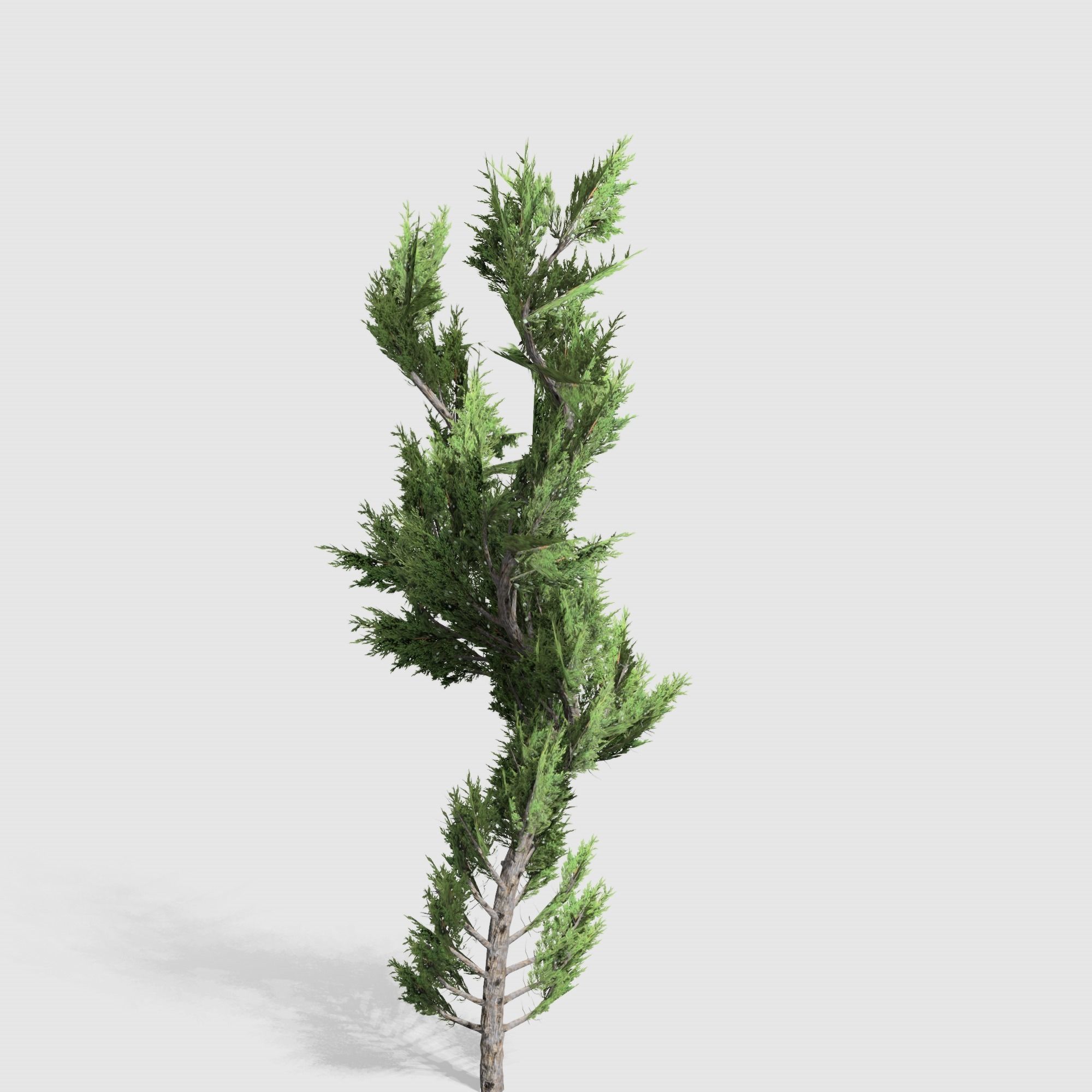 Holly wood Juniper tree collection 27  trees Models in the scene Low-poly 3D model_30