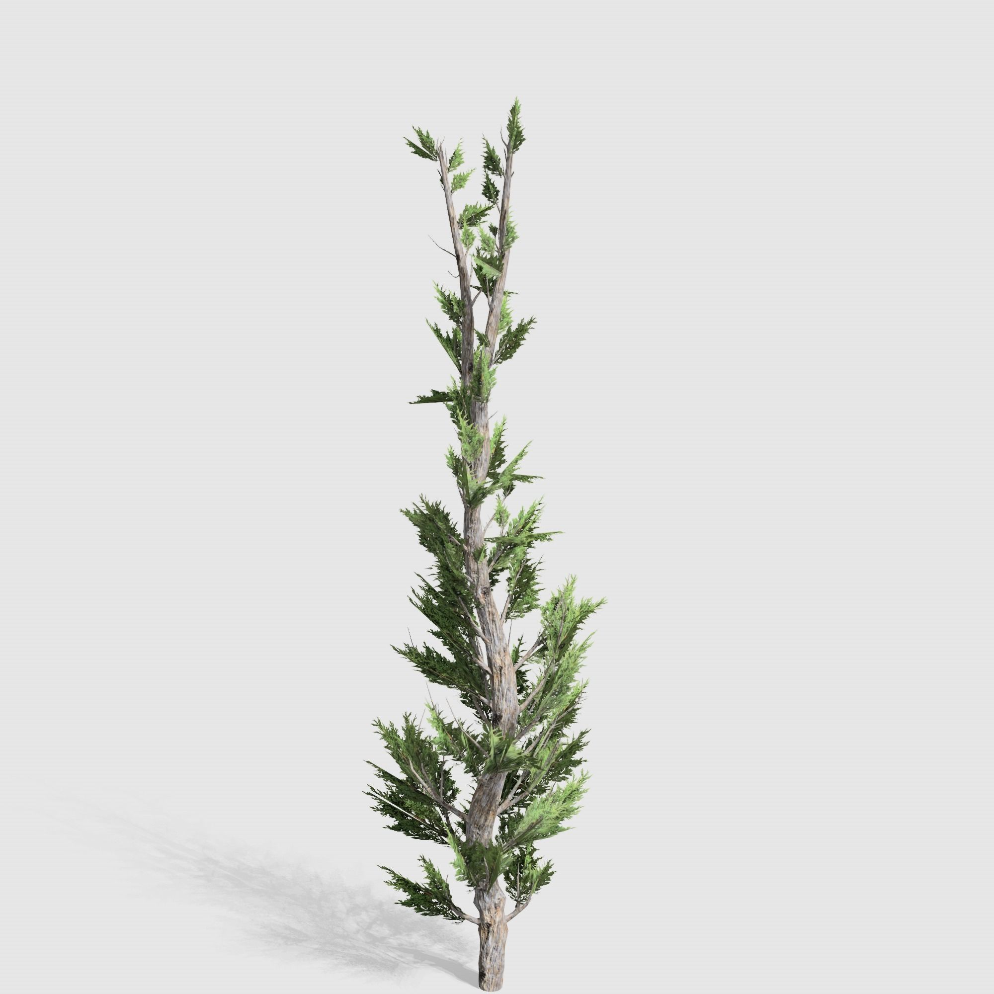 Holly wood Juniper tree collection 27  trees Models in the scene Low-poly 3D model_9