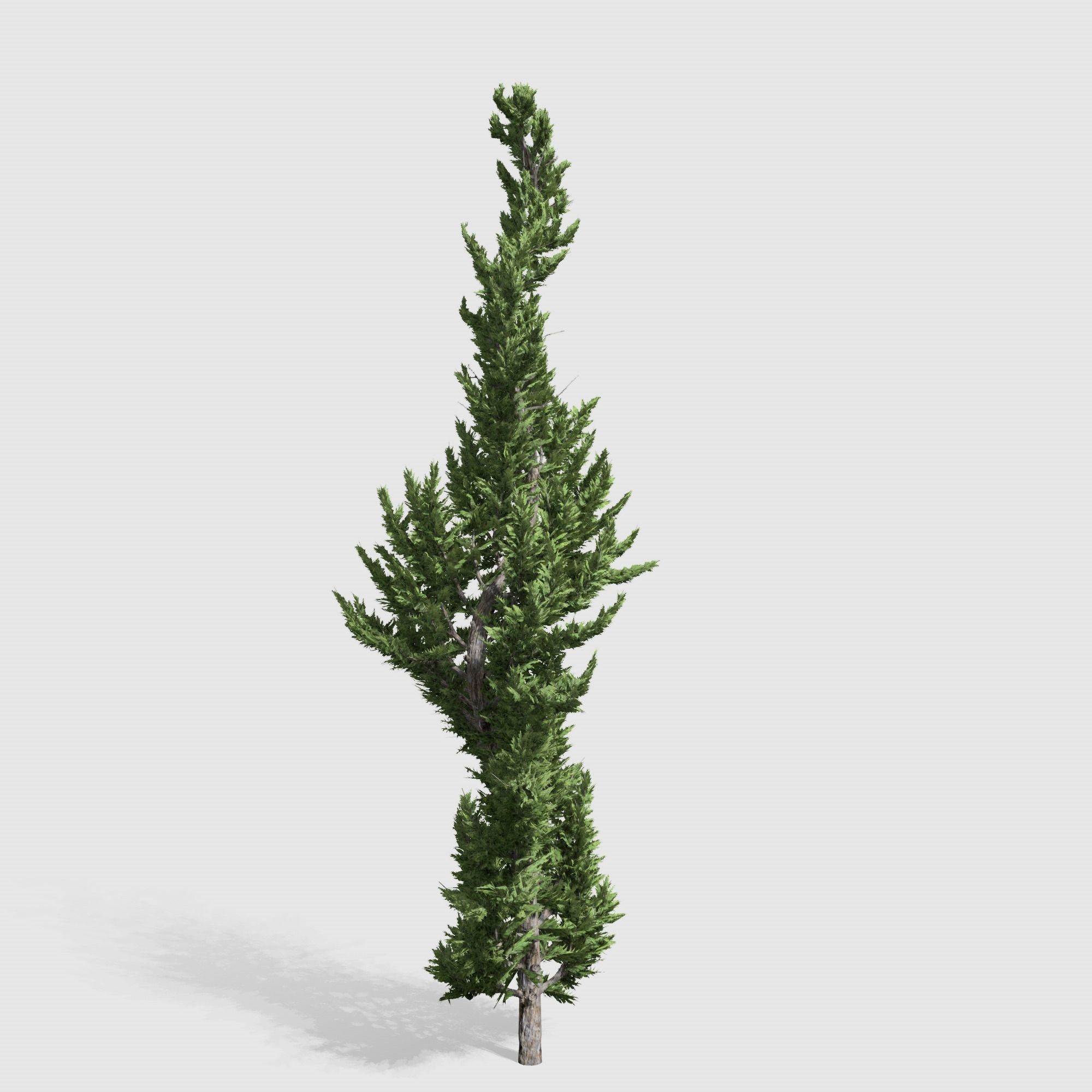 Holly wood Juniper tree collection 27  trees Models in the scene Low-poly 3D model_42