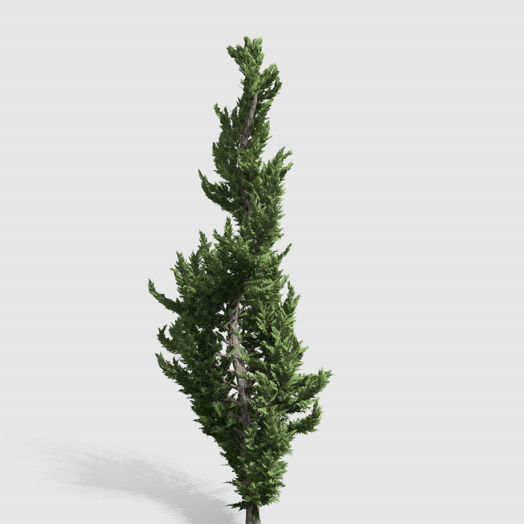 Holly wood Juniper tree collection 27  trees Models in the scene Low-poly 3D model_44