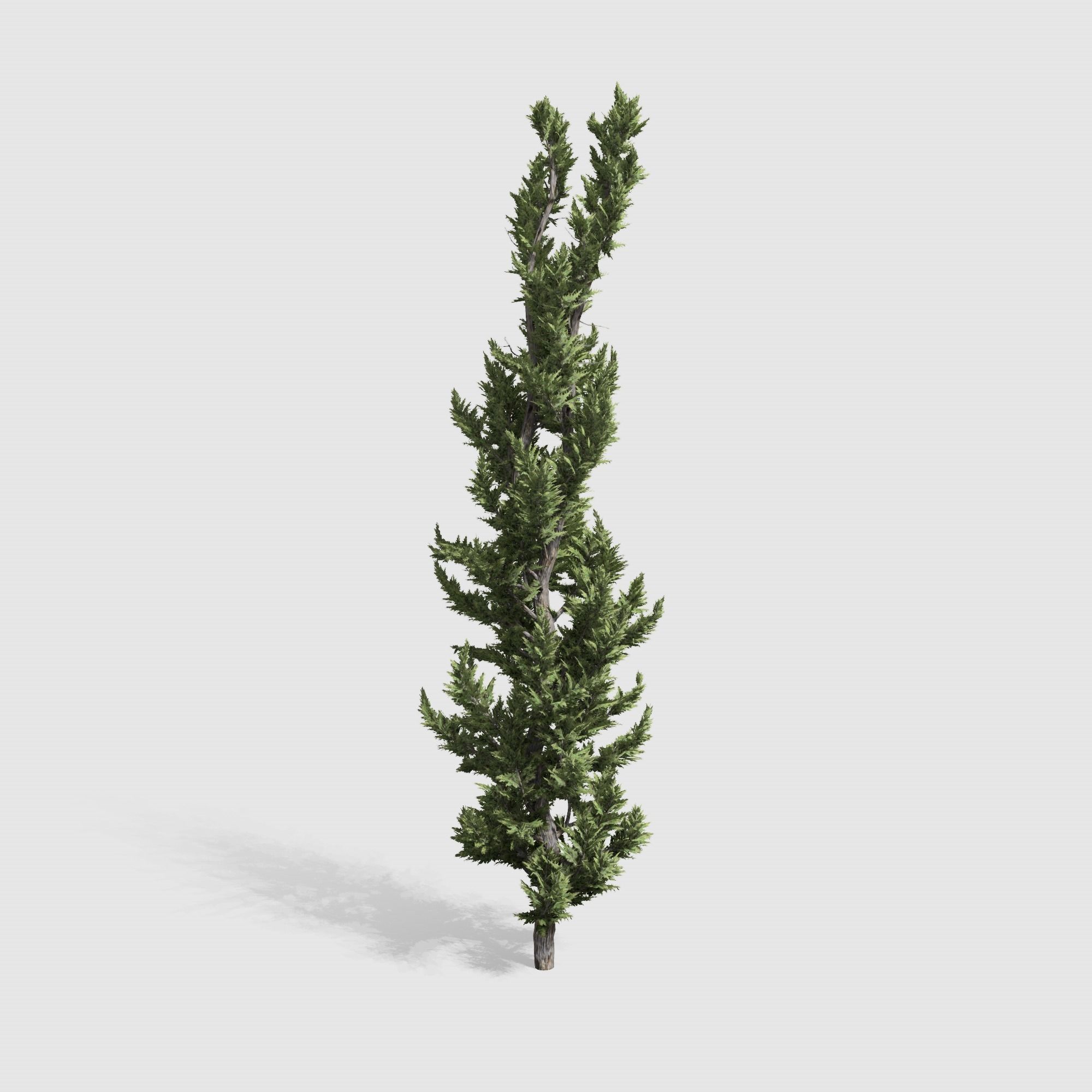 Holly wood Juniper tree collection 27  trees Models in the scene Low-poly 3D model_2