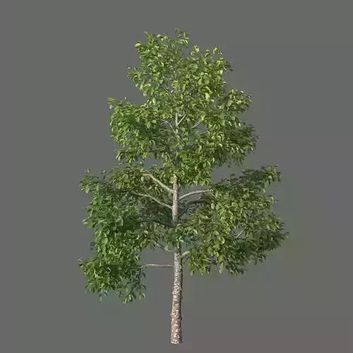 XfrogPlants Pigeonplum - Coccoloba Diversifolia 