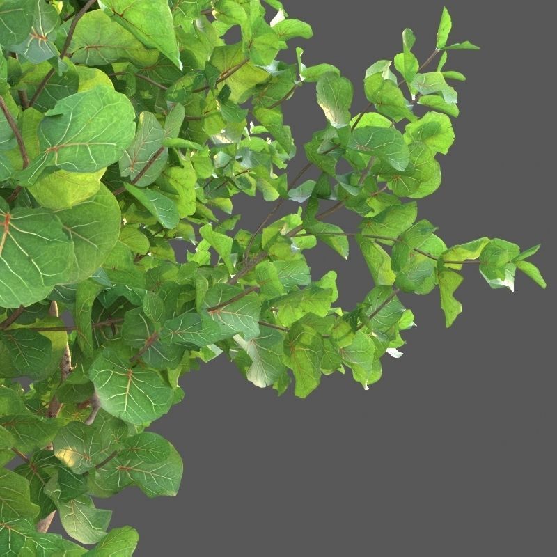XfrogPlants Seagrape - Coccoloba Uvifera  3D model_2