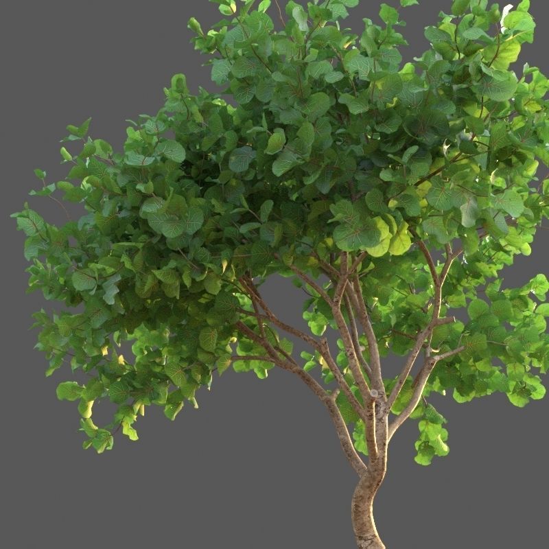 XfrogPlants Seagrape - Coccoloba Uvifera  3D model_1