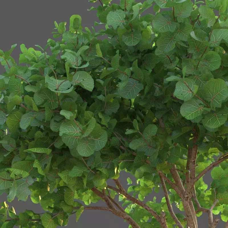 XfrogPlants Seagrape - Coccoloba Uvifera  3D model_0