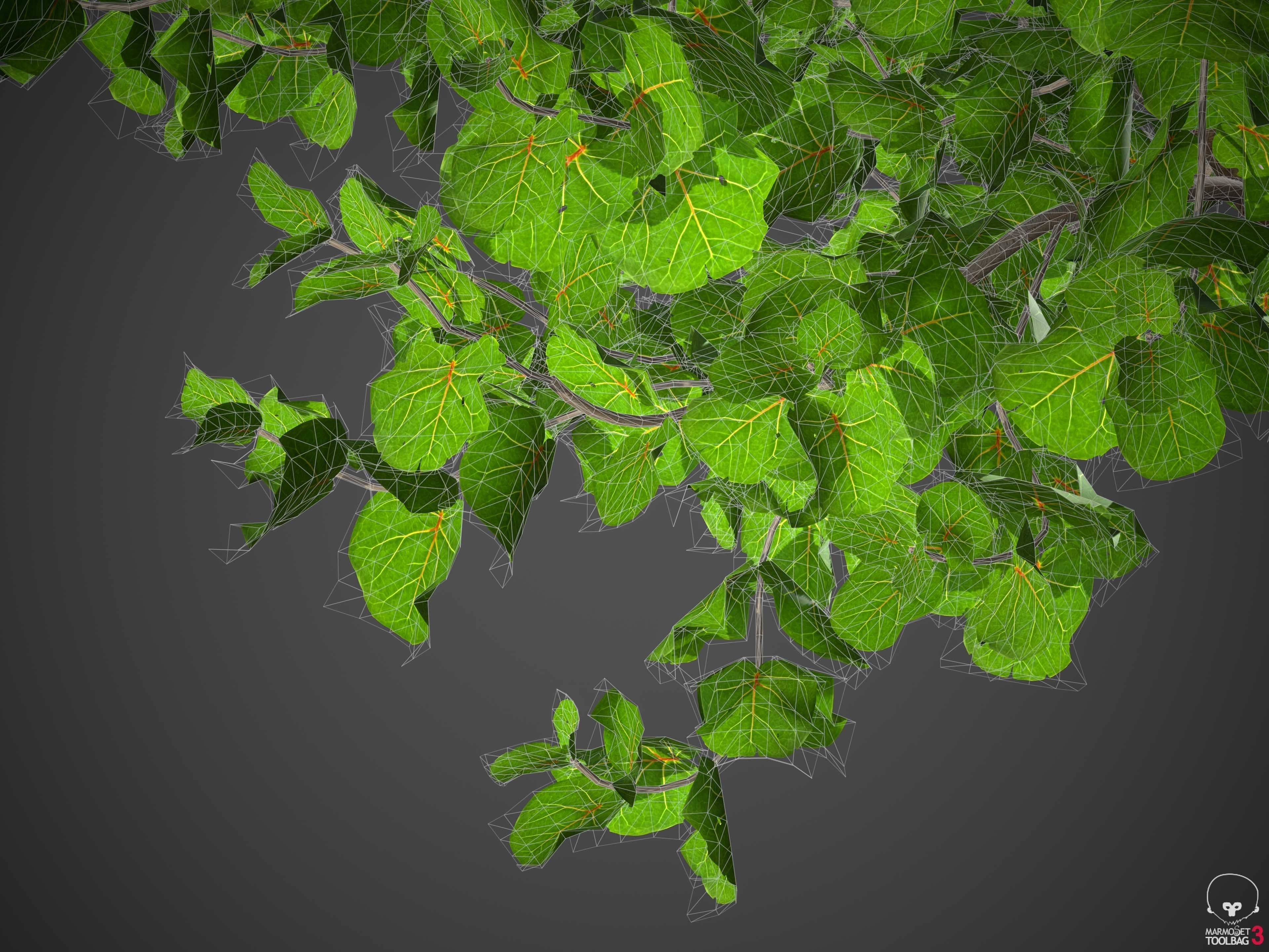 XfrogPlants Seagrape - Coccoloba Uvifera  3D model_4