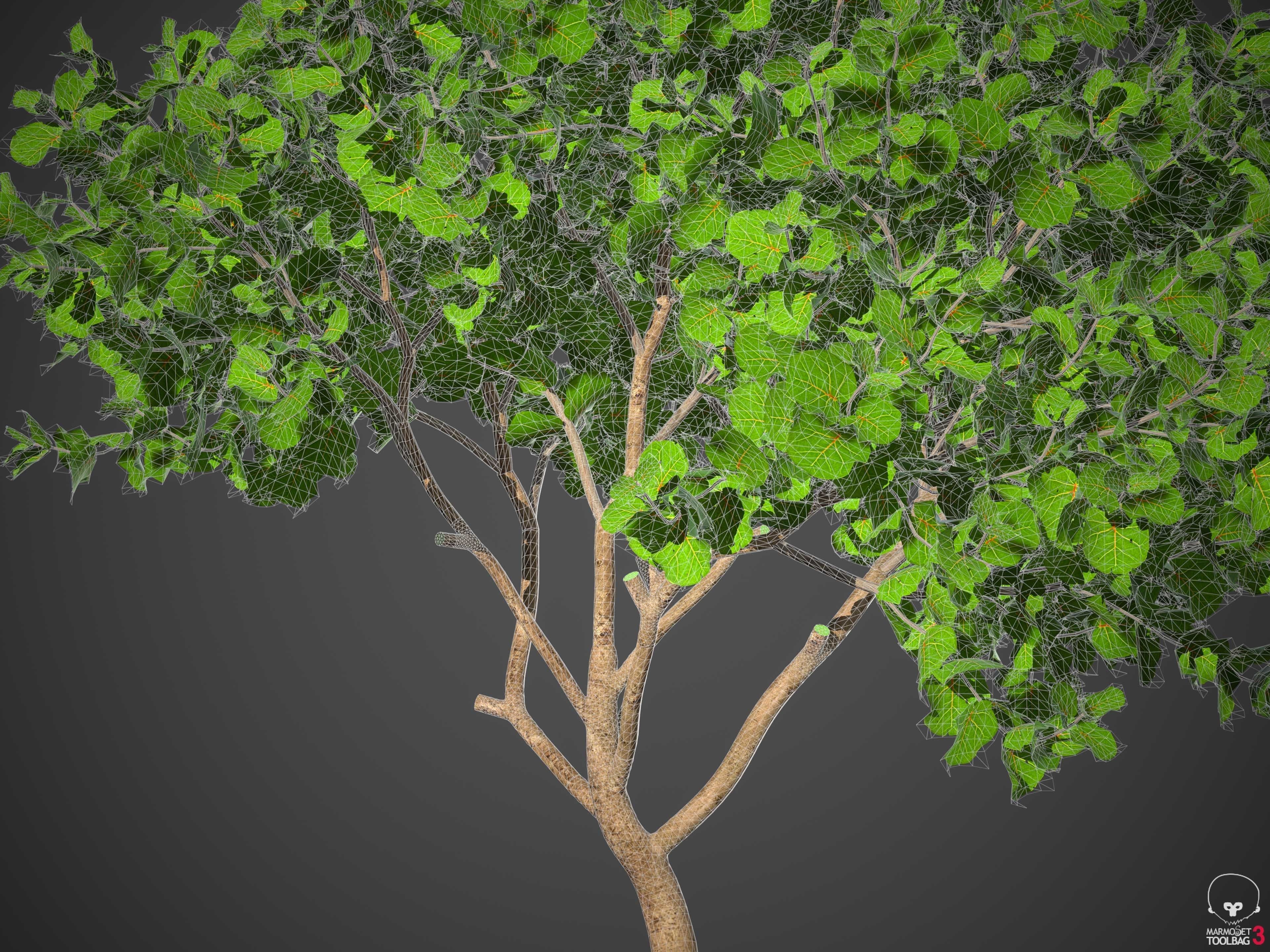 XfrogPlants Seagrape - Coccoloba Uvifera  3D model_5