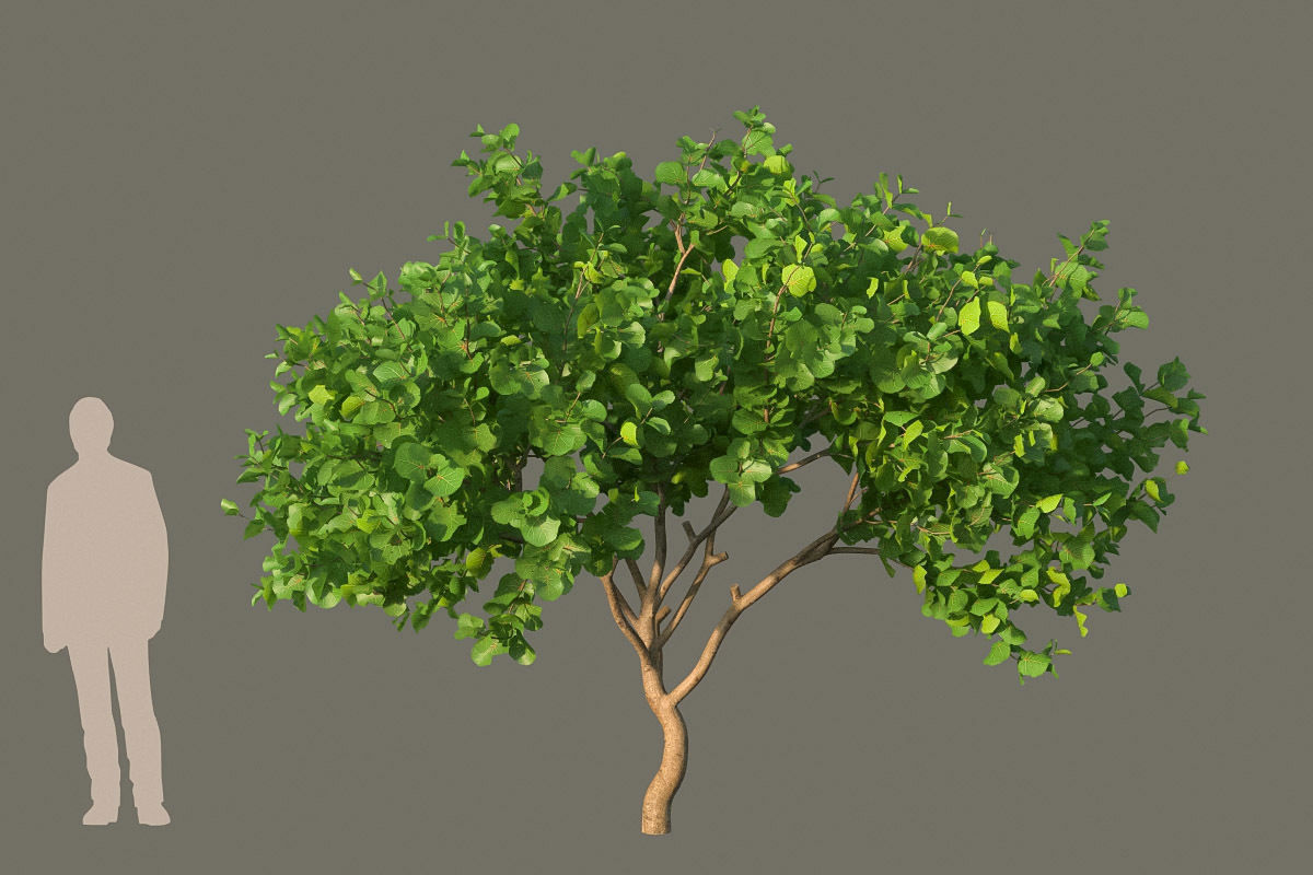 XfrogPlants Seagrape - Coccoloba Uvifera  3D model_3