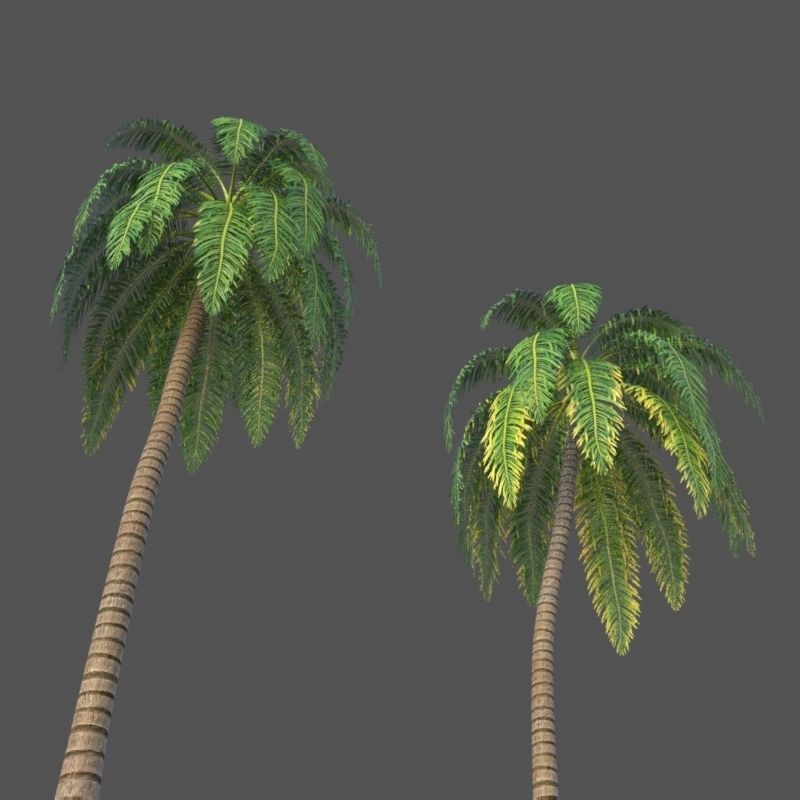 XfrogPlants Coconut - Cocos Nucifera 3D model_2