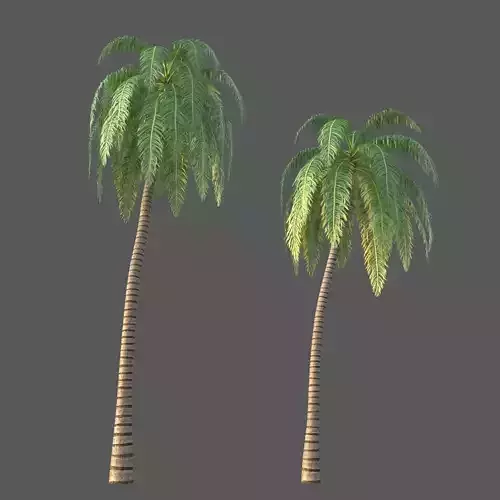 XfrogPlants Coconut - Cocos Nucifera  3D model