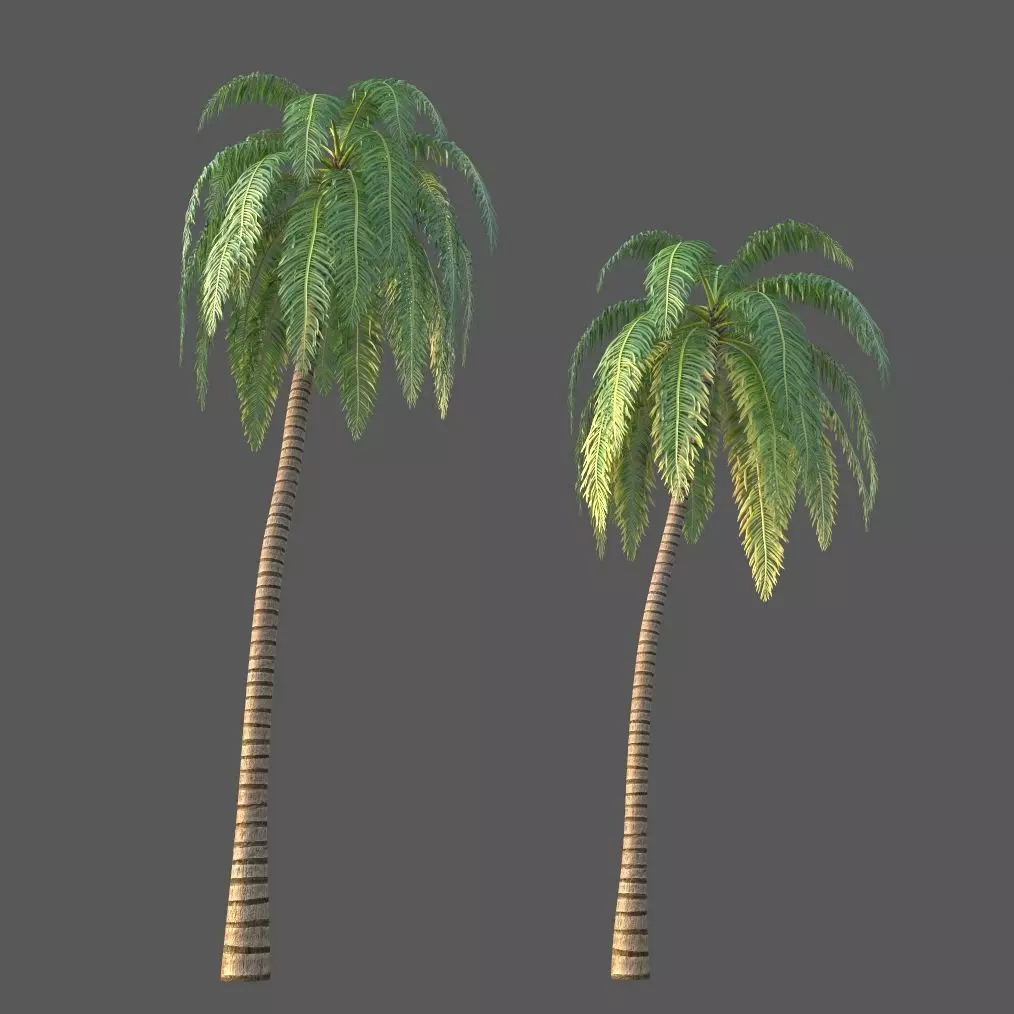 XfrogPlants Coconut - Cocos Nucifera 3D model_0