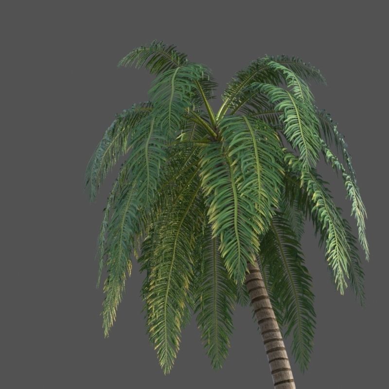 XfrogPlants Coconut - Cocos Nucifera 3D model_3