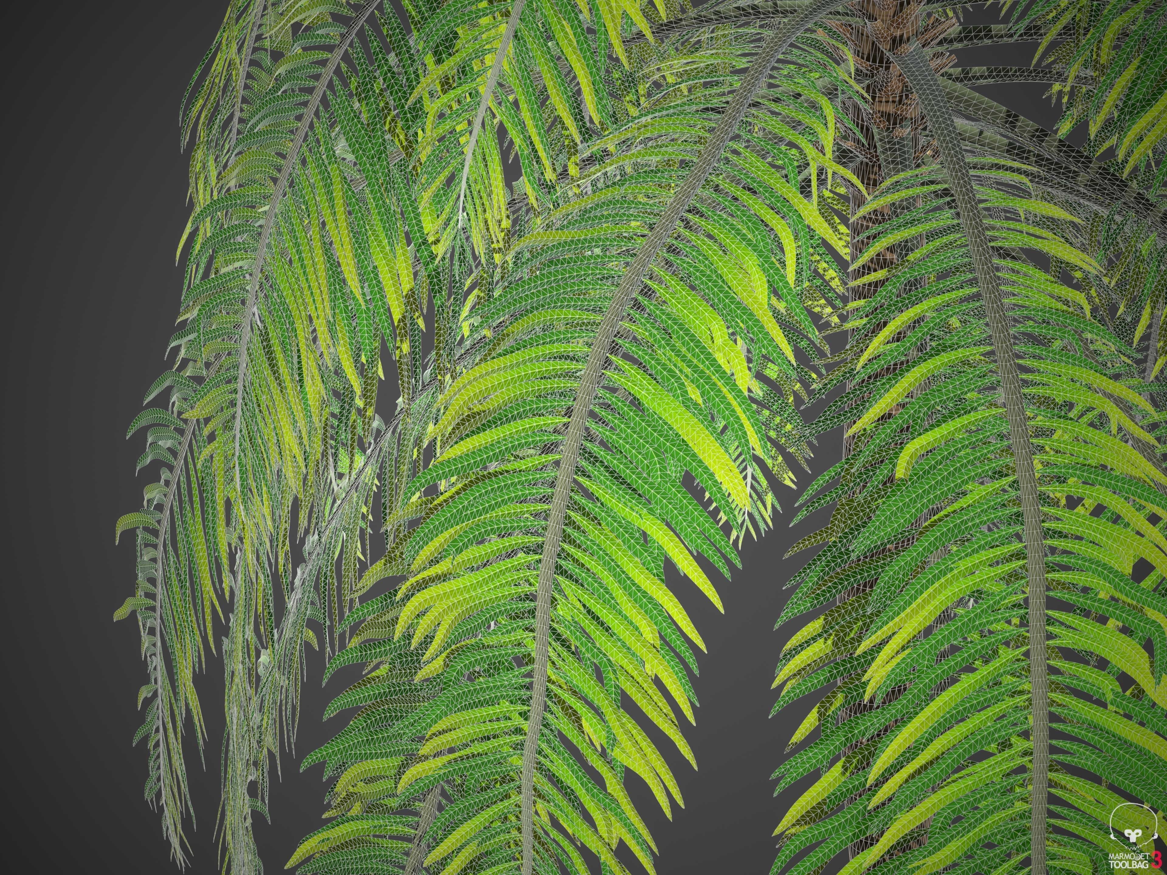 XfrogPlants Coconut - Cocos Nucifera 3D model_5