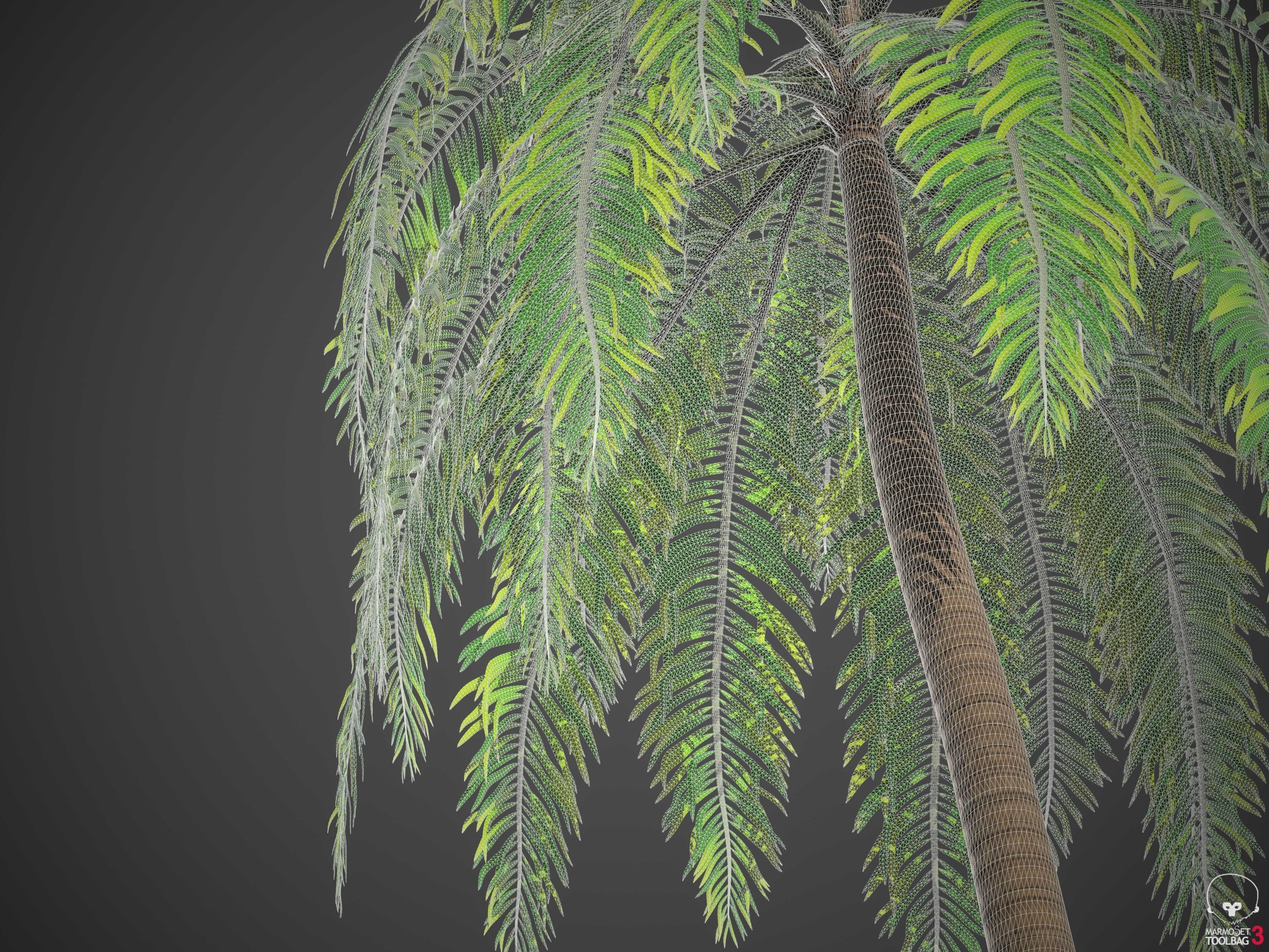 XfrogPlants Coconut - Cocos Nucifera 3D model_4