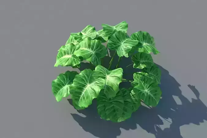 XfrogPlants Taro - Colocasia Esculenta  3D model