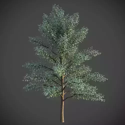 XfrogPlants Button Mangrove - Conocarpus Erectus  3D model