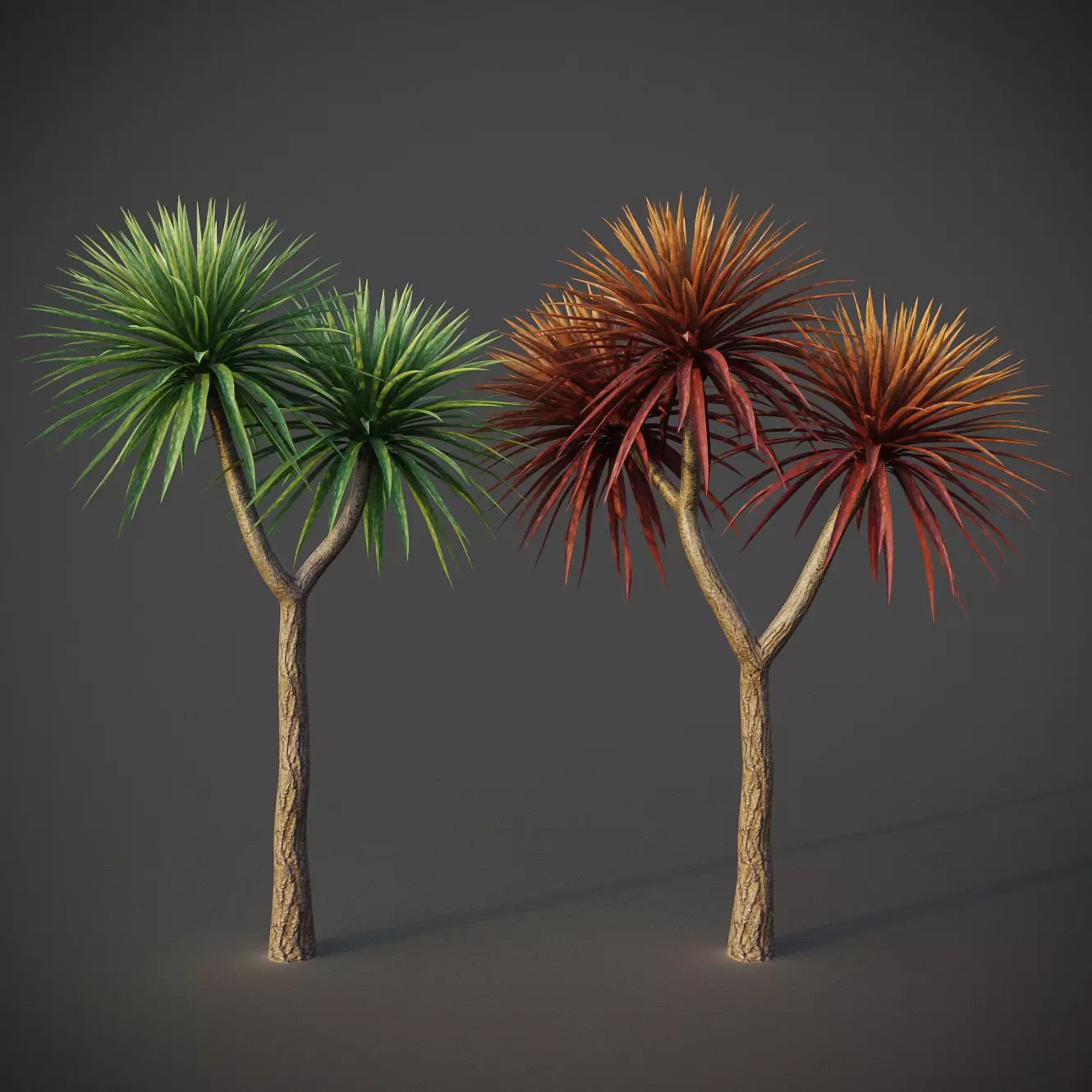 XfrogPlants Cabbage Tree - Cordyline Australis 3D model_0