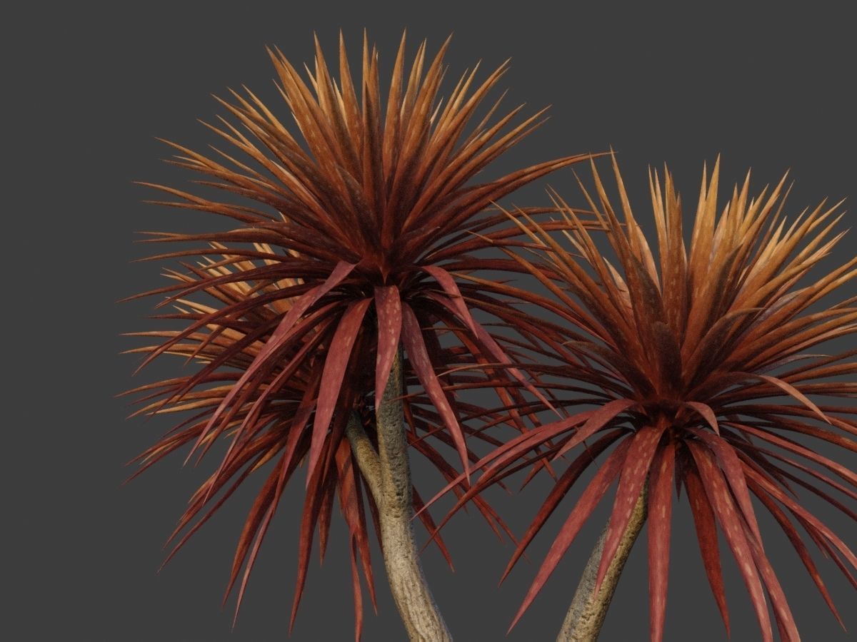 XfrogPlants Cabbage Tree - Cordyline Australis 3D model_2