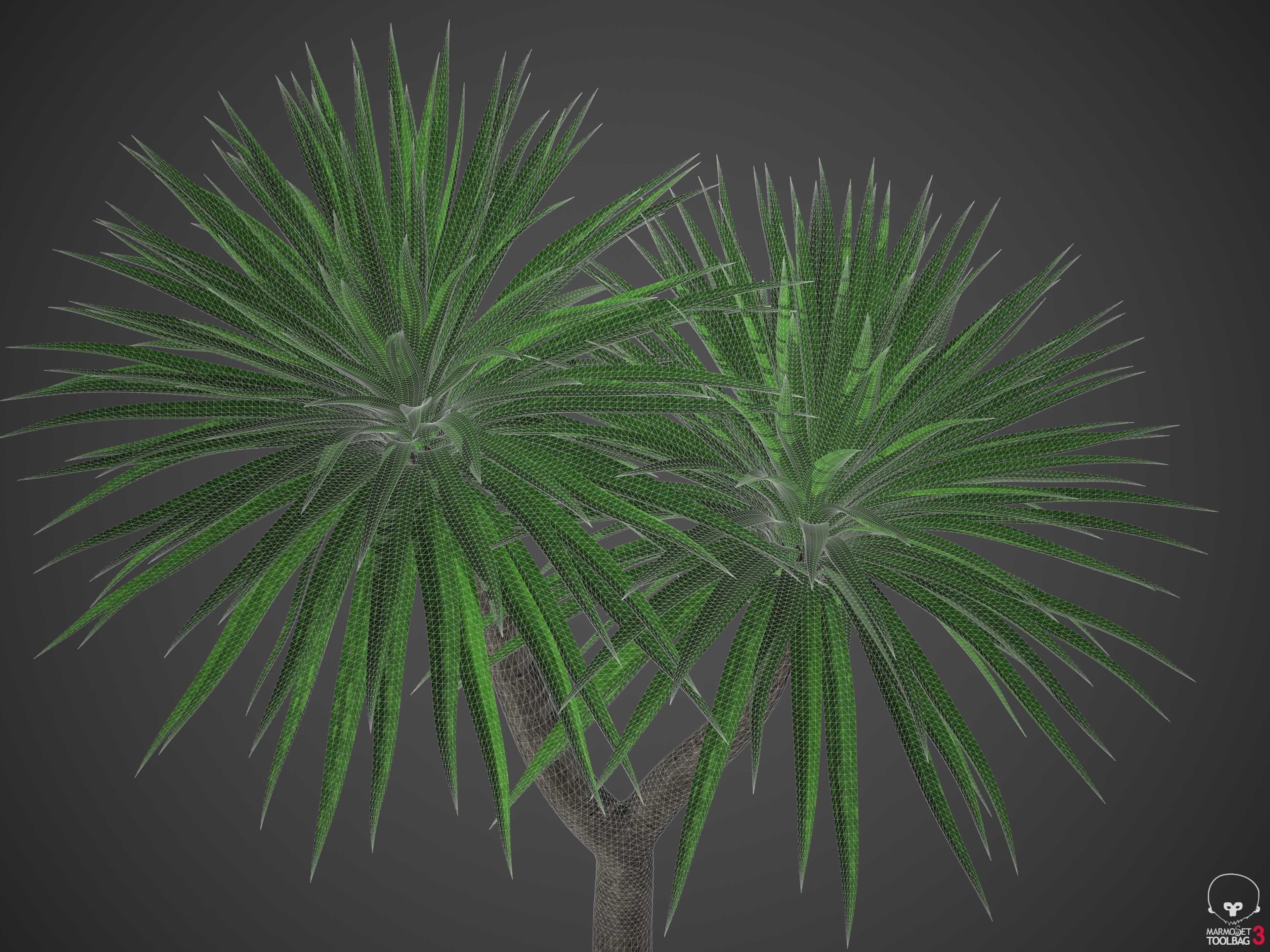 XfrogPlants Cabbage Tree - Cordyline Australis 3D model_5