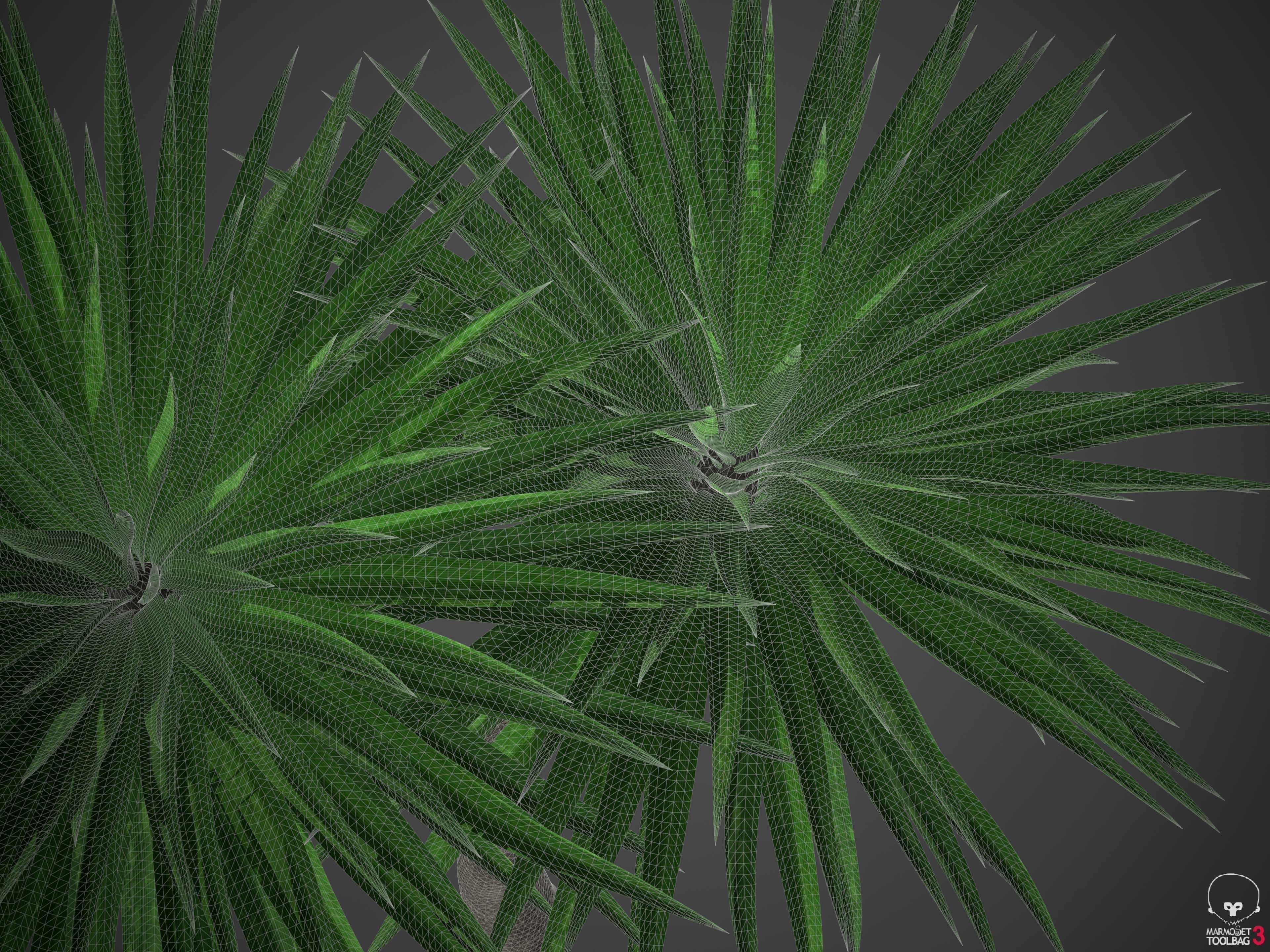XfrogPlants Cabbage Tree - Cordyline Australis 3D model_4