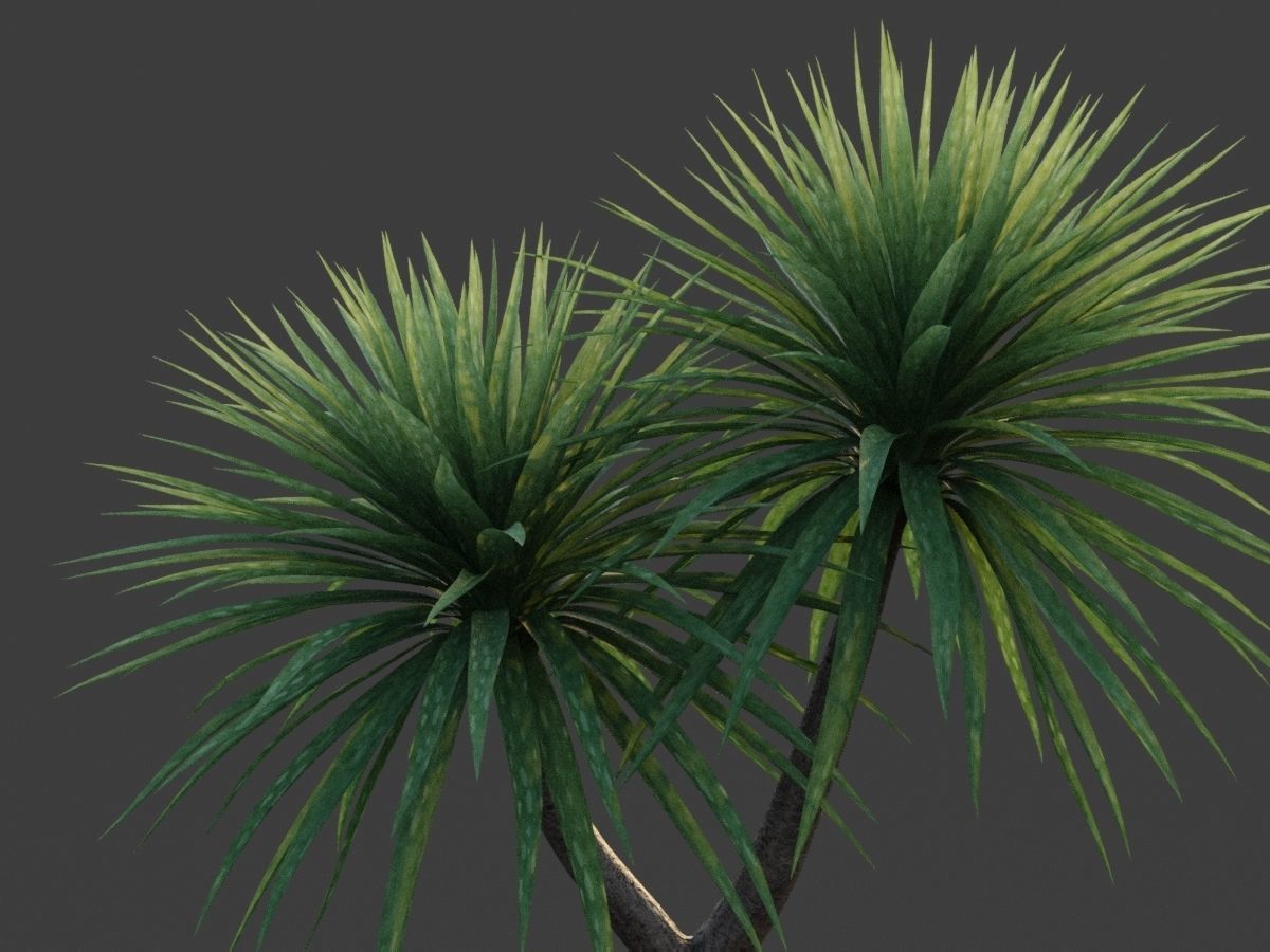 XfrogPlants Cabbage Tree - Cordyline Australis 3D model_3
