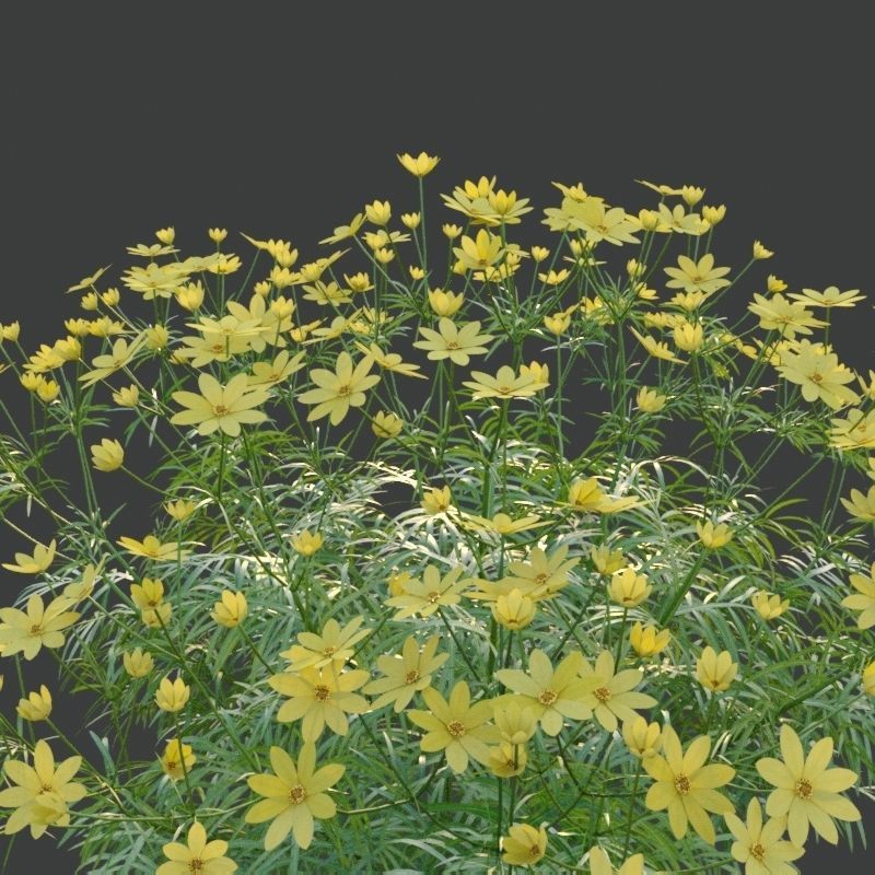 XfrogPlants Pot of Gold - Coreopsis Verticillata  3D model_2