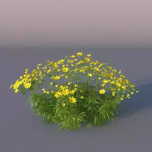 XfrogPlants Pot of Gold - Coreopsis Verticillata  3D model