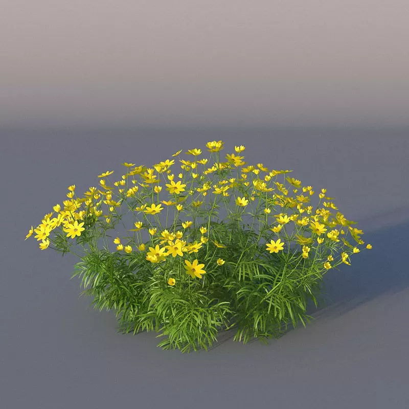 XfrogPlants Pot of Gold - Coreopsis Verticillata  3D model_0