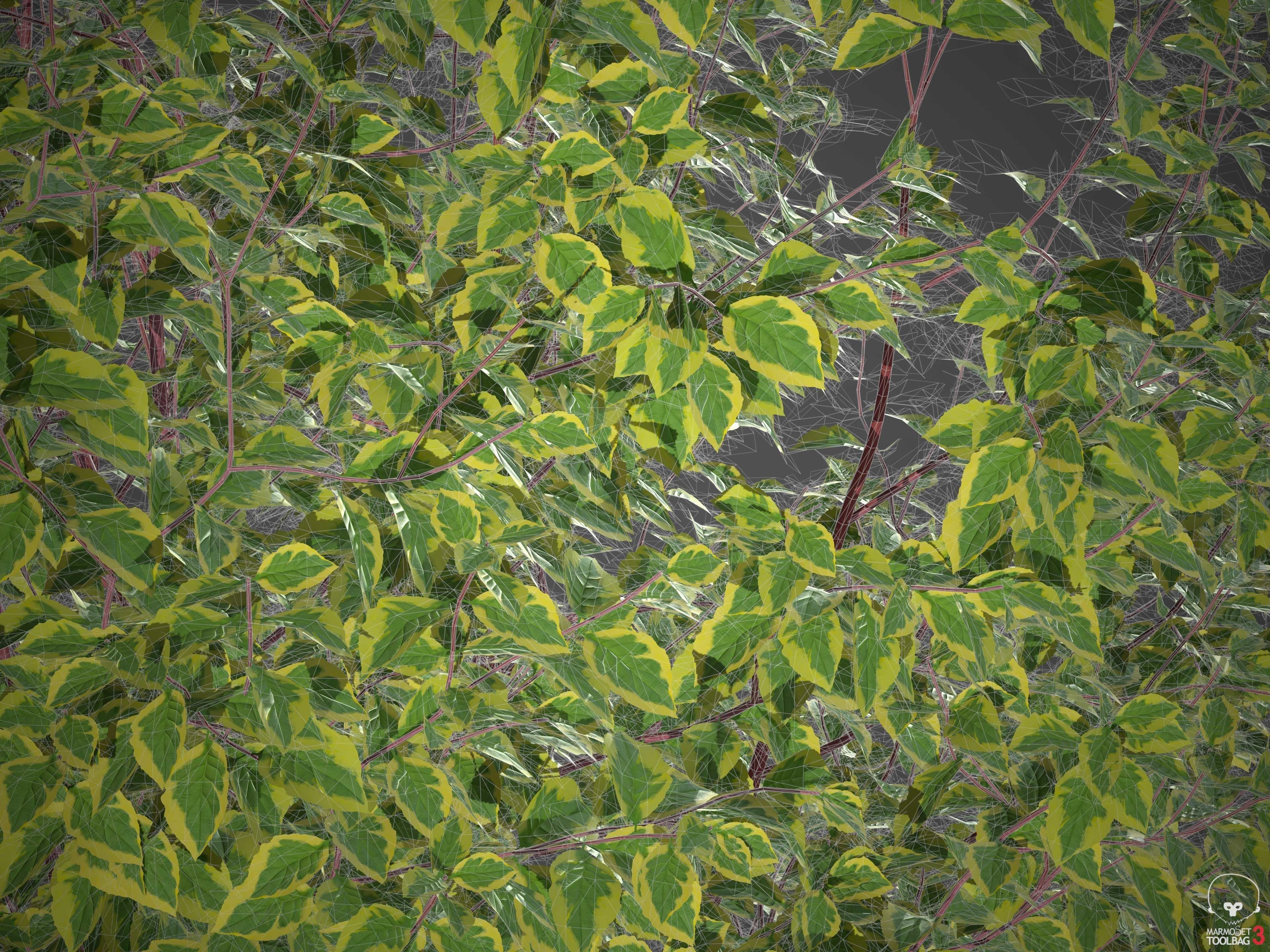 XfrogPlants Siberian Dogwood - Cornus Alba  3D model_6