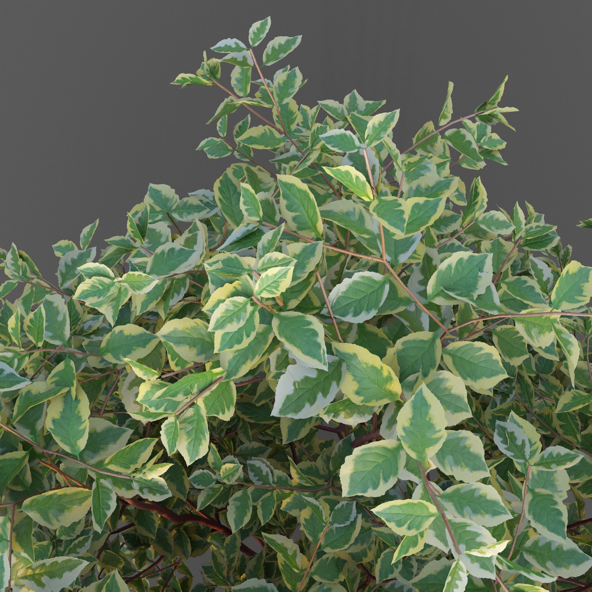 XfrogPlants Siberian Dogwood - Cornus Alba  3D model_2