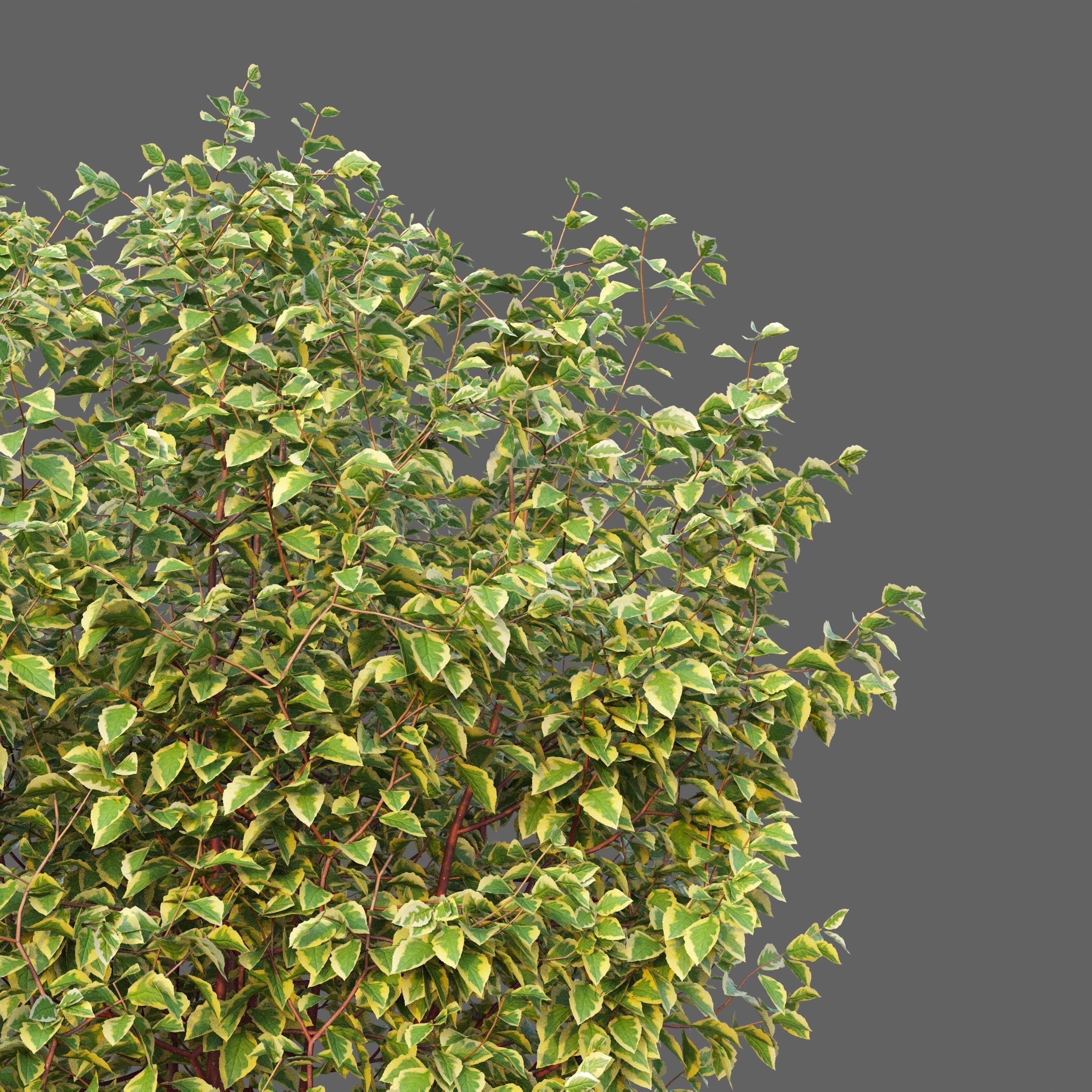 XfrogPlants Siberian Dogwood - Cornus Alba  3D model_3