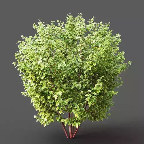 XfrogPlants Siberian Dogwood - Cornus Alba  3D model