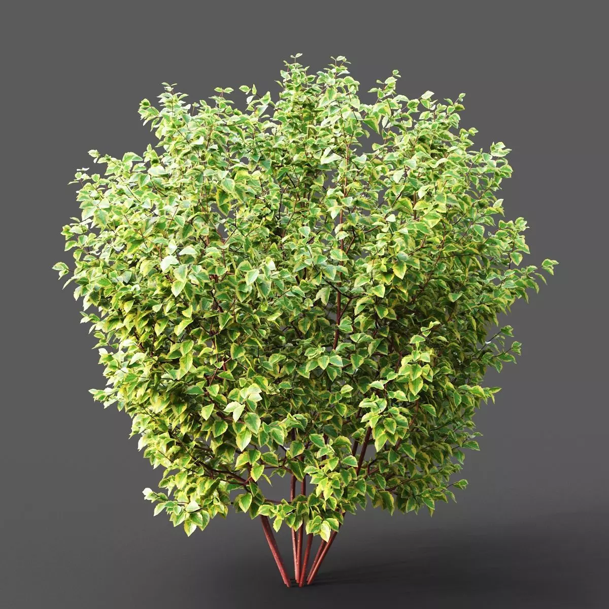 XfrogPlants Siberian Dogwood - Cornus Alba  3D model_0