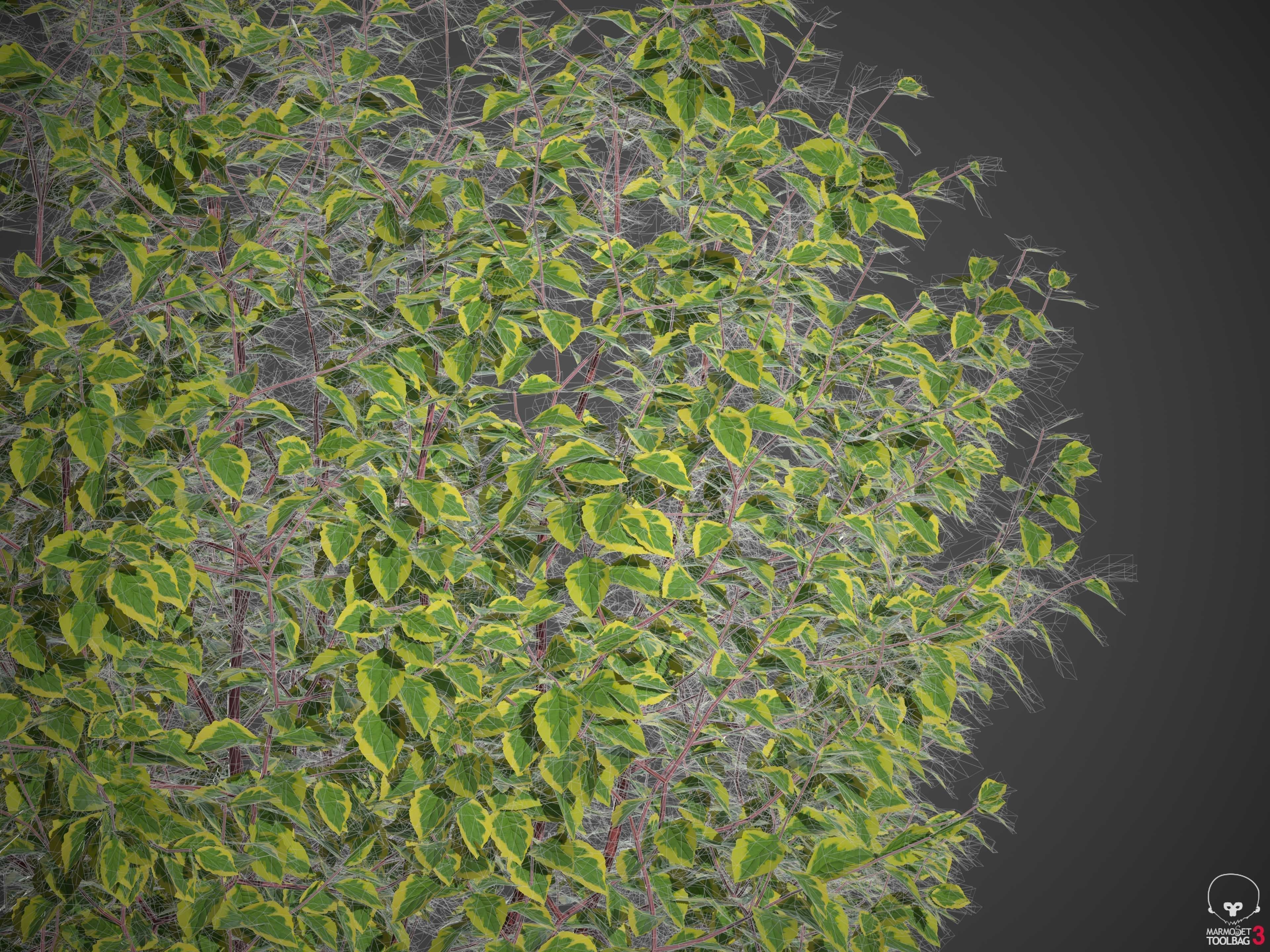 XfrogPlants Siberian Dogwood - Cornus Alba  3D model_5