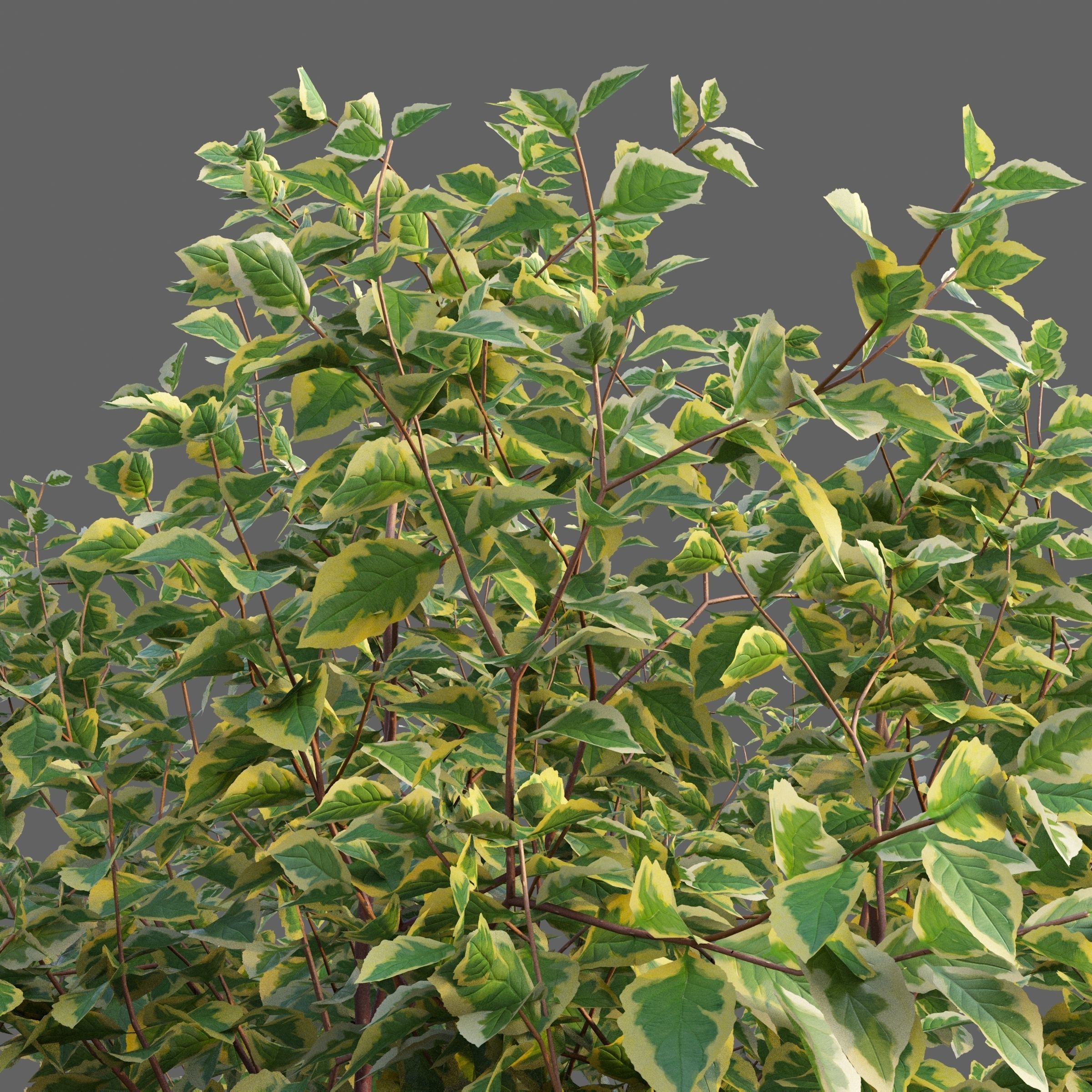 XfrogPlants Siberian Dogwood - Cornus Alba  3D model_4