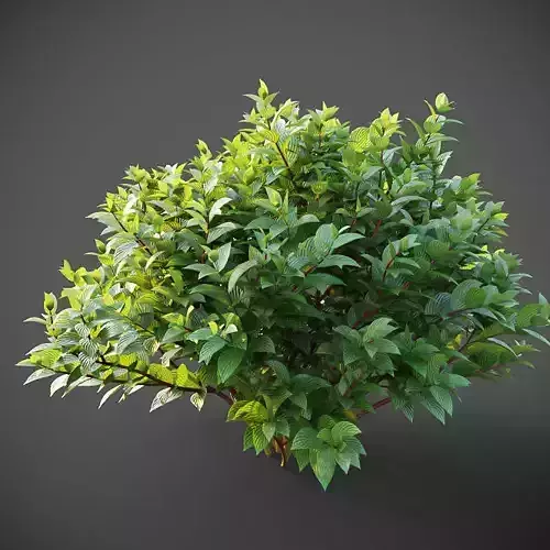 XfrogPlants Common Dogwood - Cornus Sanguinea  3D model