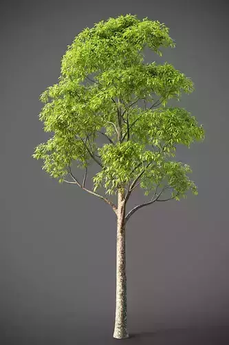 XfrogPlants Spotted Gum - Corymbia Maculata  3D model