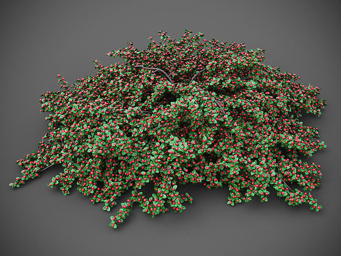 XfrogPlants Rock Cotoneaster - Cotoneaster Horizontalis  3D model