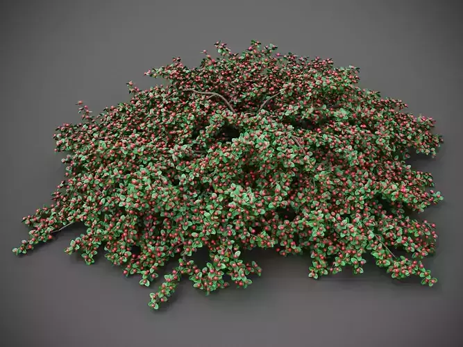 XfrogPlants Rock Cotoneaster - Cotoneaster Horizontalis  3D model