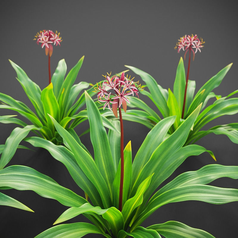 XfrogPlants Spider Lily - Crinum Asiaticum  3D model_2