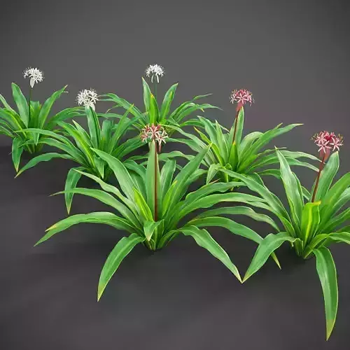 XfrogPlants Spider Lily - Crinum Asiaticum  3D model