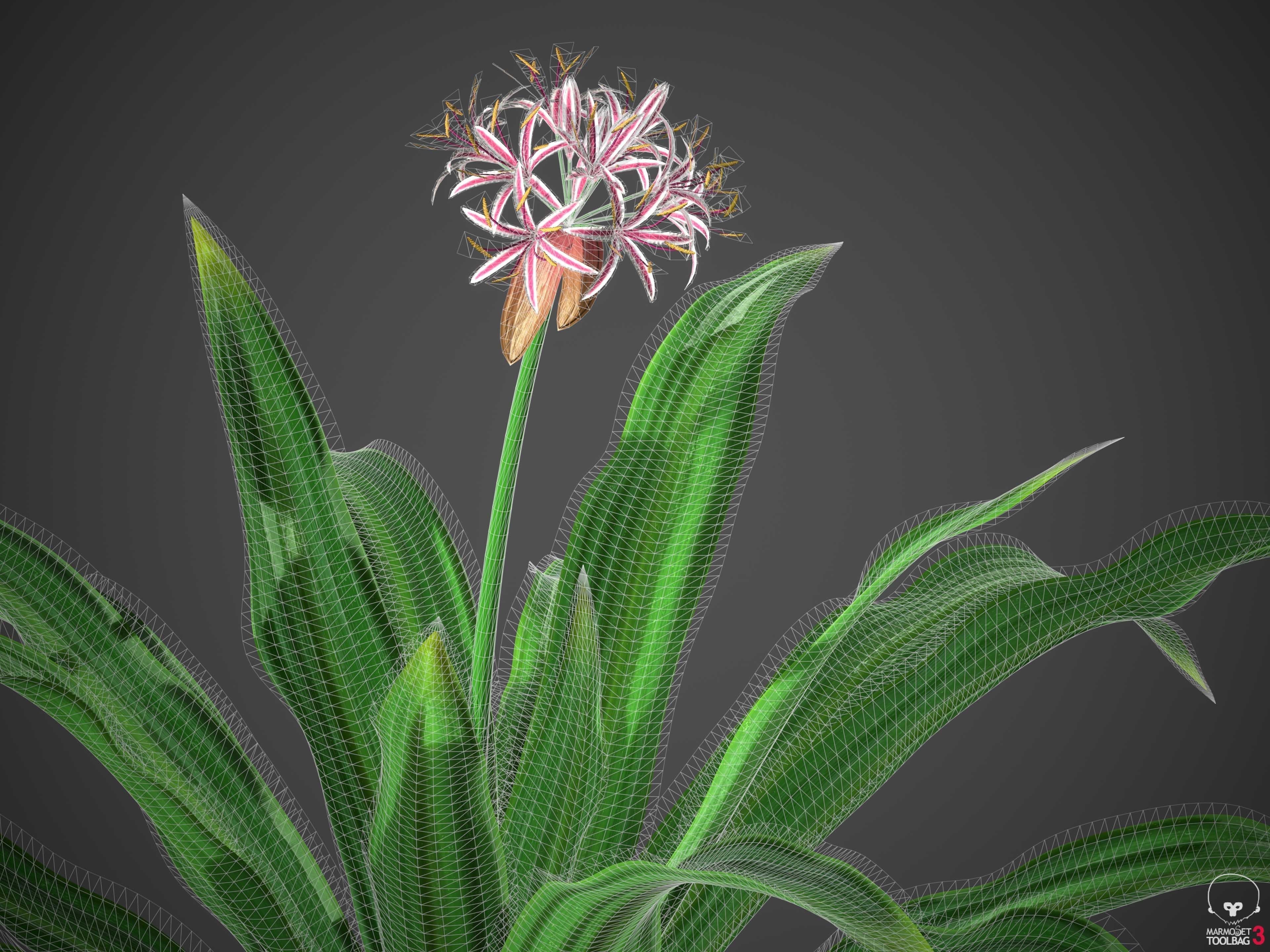 XfrogPlants Spider Lily - Crinum Asiaticum  3D model_6