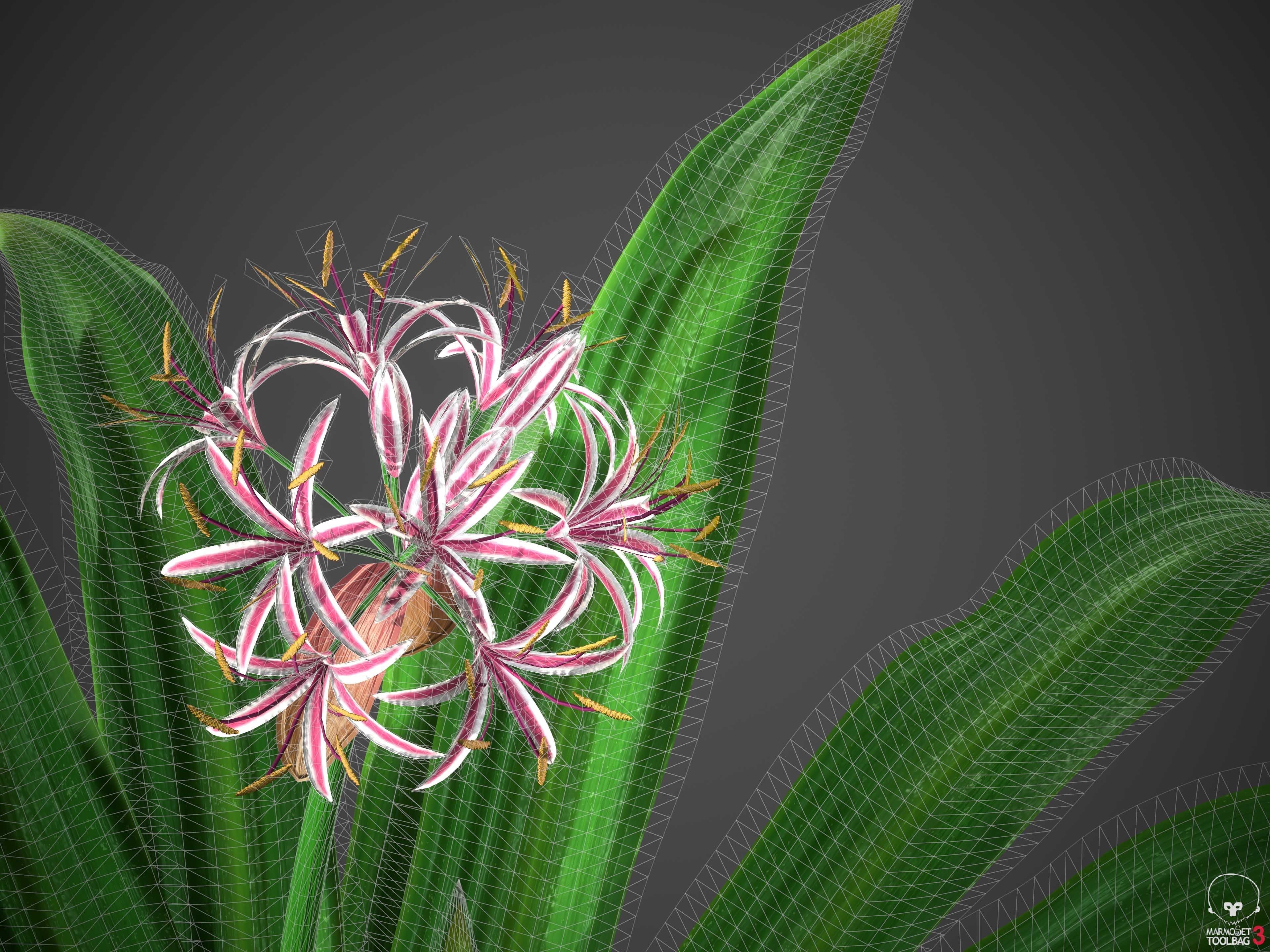 XfrogPlants Spider Lily - Crinum Asiaticum  3D model_5
