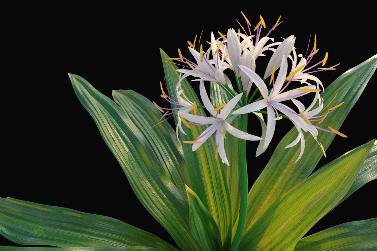XfrogPlants Spider Lily - Crinum Asiaticum  3D model_4