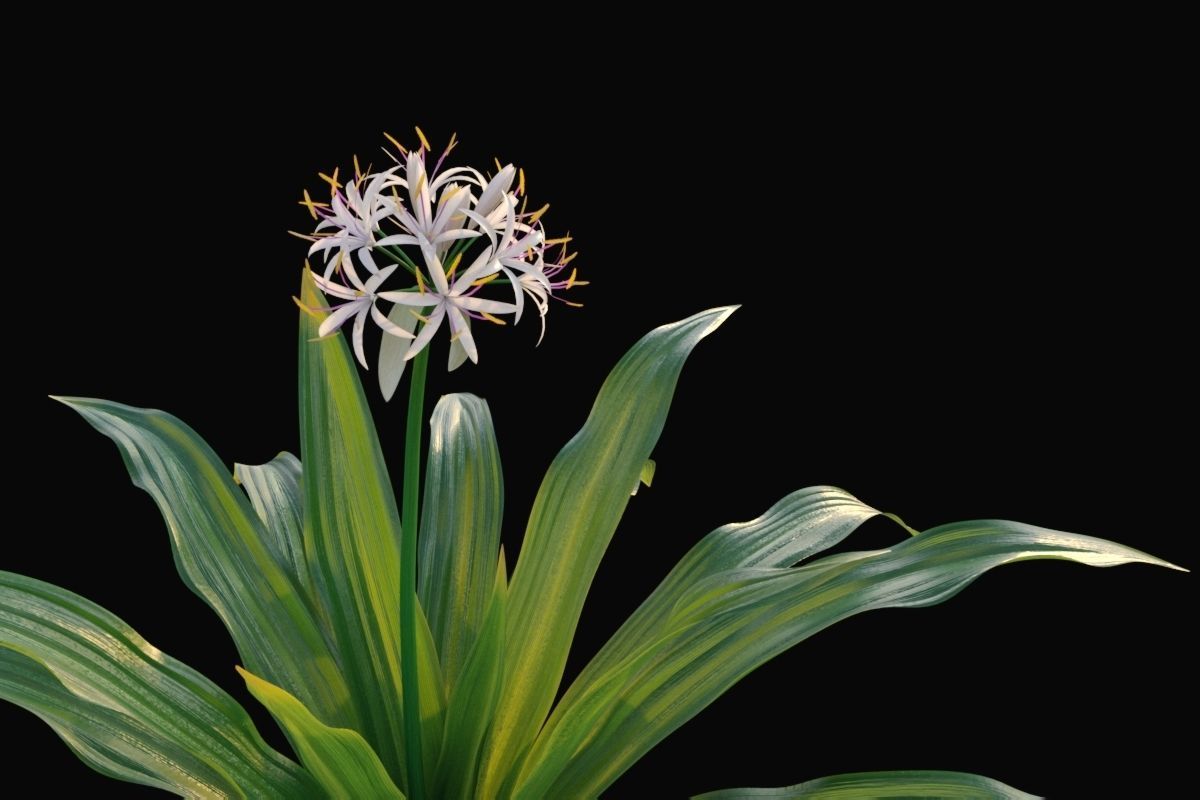 XfrogPlants Spider Lily - Crinum Asiaticum  3D model_3