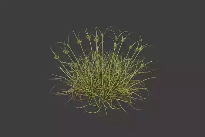XfrogPlants Dune Grass - Cyperus Conglomeratus  3D model
